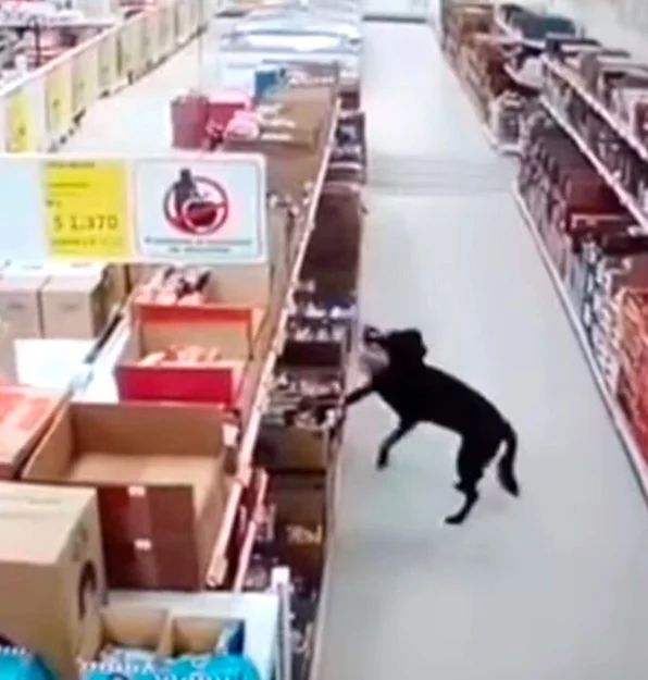 1645058760 112 perro hambriento atrapado robando comestibles del supermercado