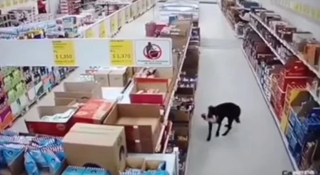 1645058760 554 perro hambriento atrapado robando comestibles del supermercado