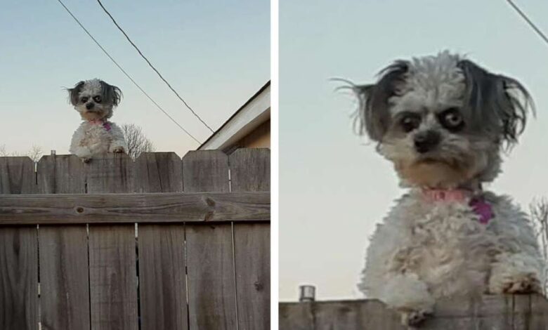 1645316908 perro con ojos extranos se asoma por encima de la