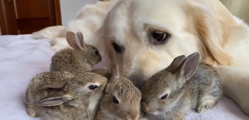 1645404620 106 cuatro conejitos creen que este golden retriever es su padre