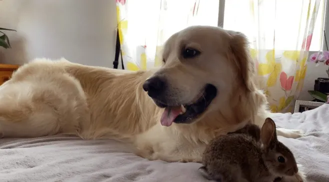 1645404621 443 cuatro conejitos creen que este golden retriever es su padre