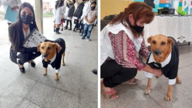 1645489950 perro callejero fue premiado por su asistencia escolar perfecta