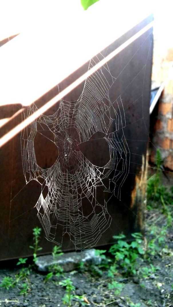 Pajęczyna wyglądająca jak maska ​​​​​​​​spider-mana