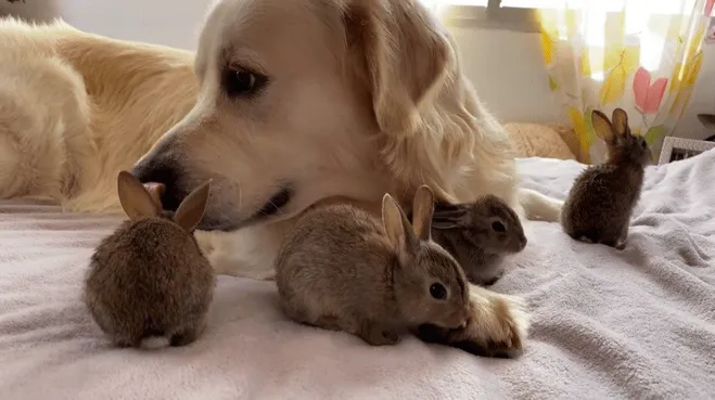 Cuatro conejitos creen que este golden retriever es su padre