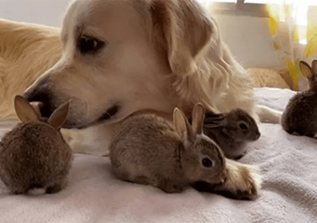 Cuatro conejitos creen que este golden retriever es su padre