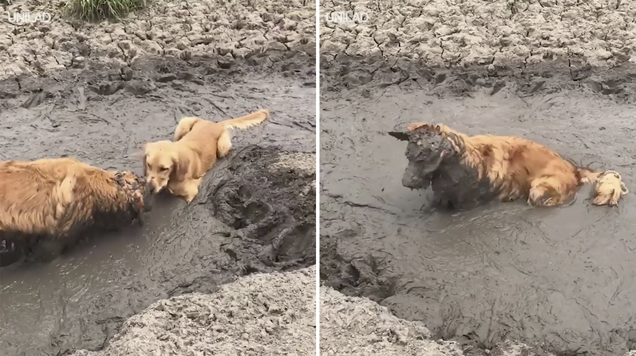 Dejo que su cachorro explorara el lugar y encontro uno