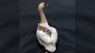 El padre cisne da un paso al frente para criar