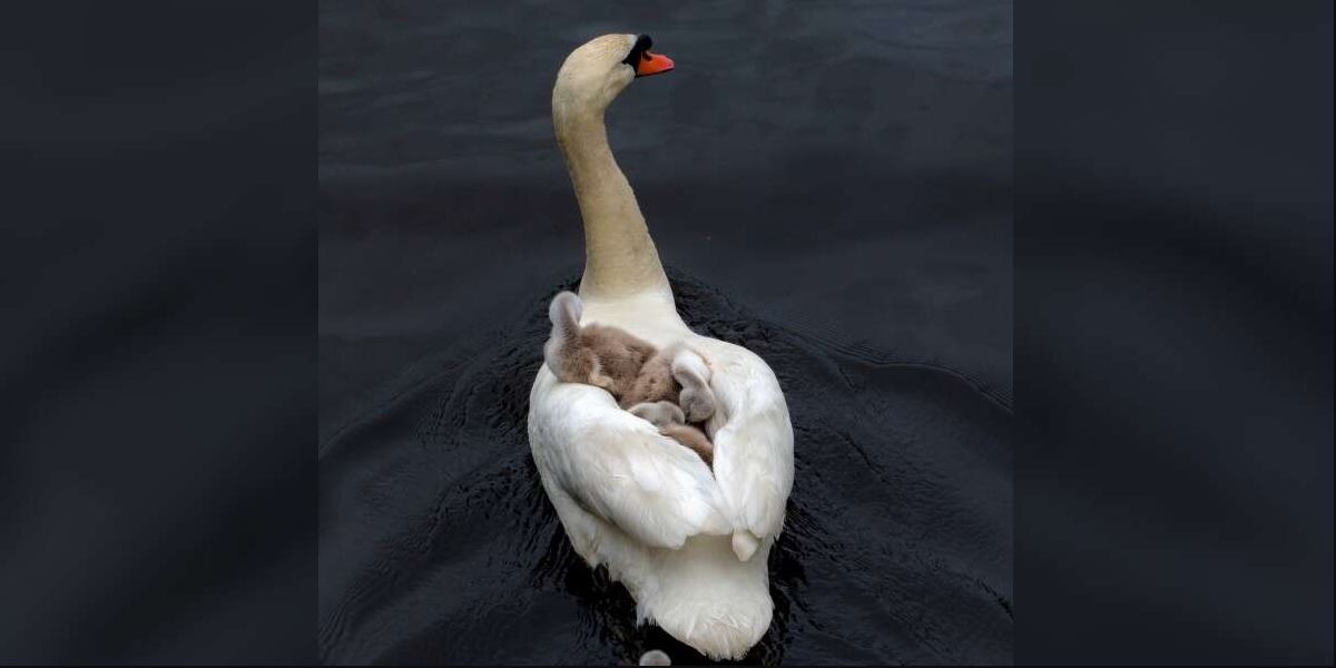 El padre cisne da un paso al frente para criar