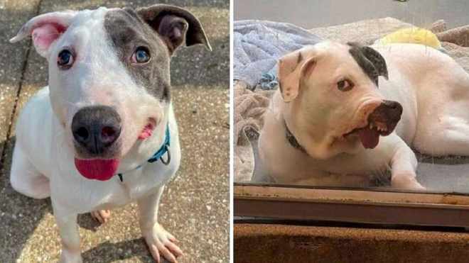 El perro del refugio con una cara especial solo quiere