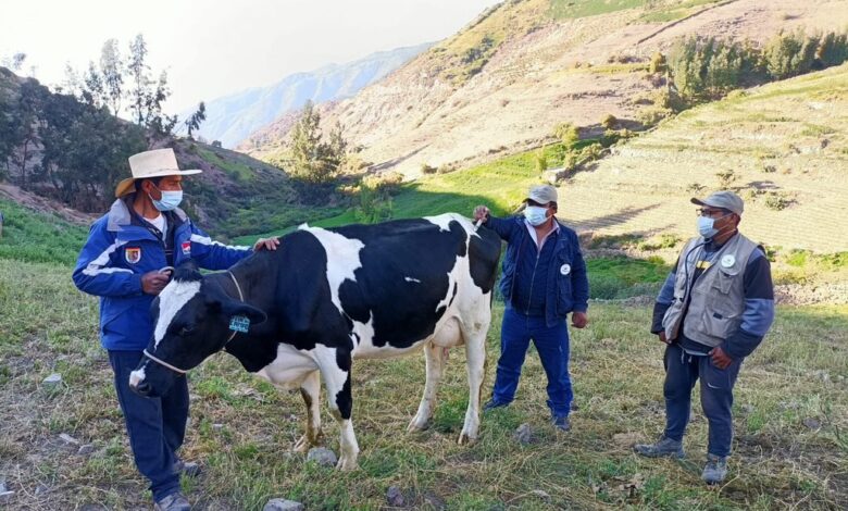 Ganaderos de lluta aumentan produccion de leche y ganaderia