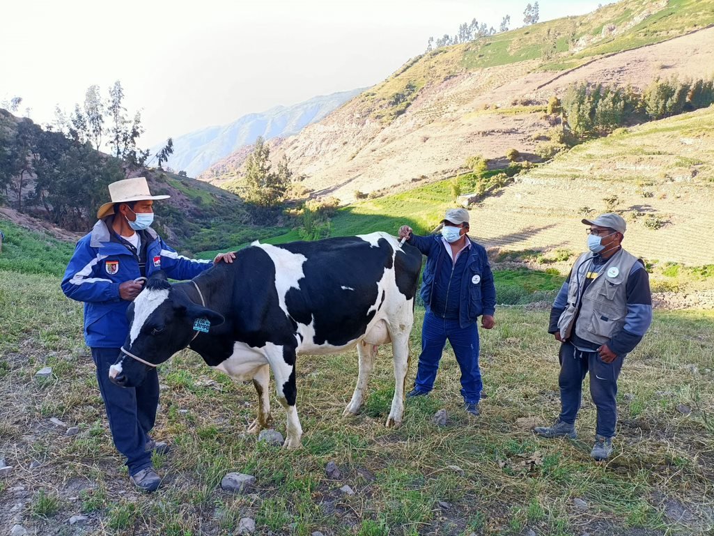 Ganaderos de lluta aumentan produccion de leche y ganaderia