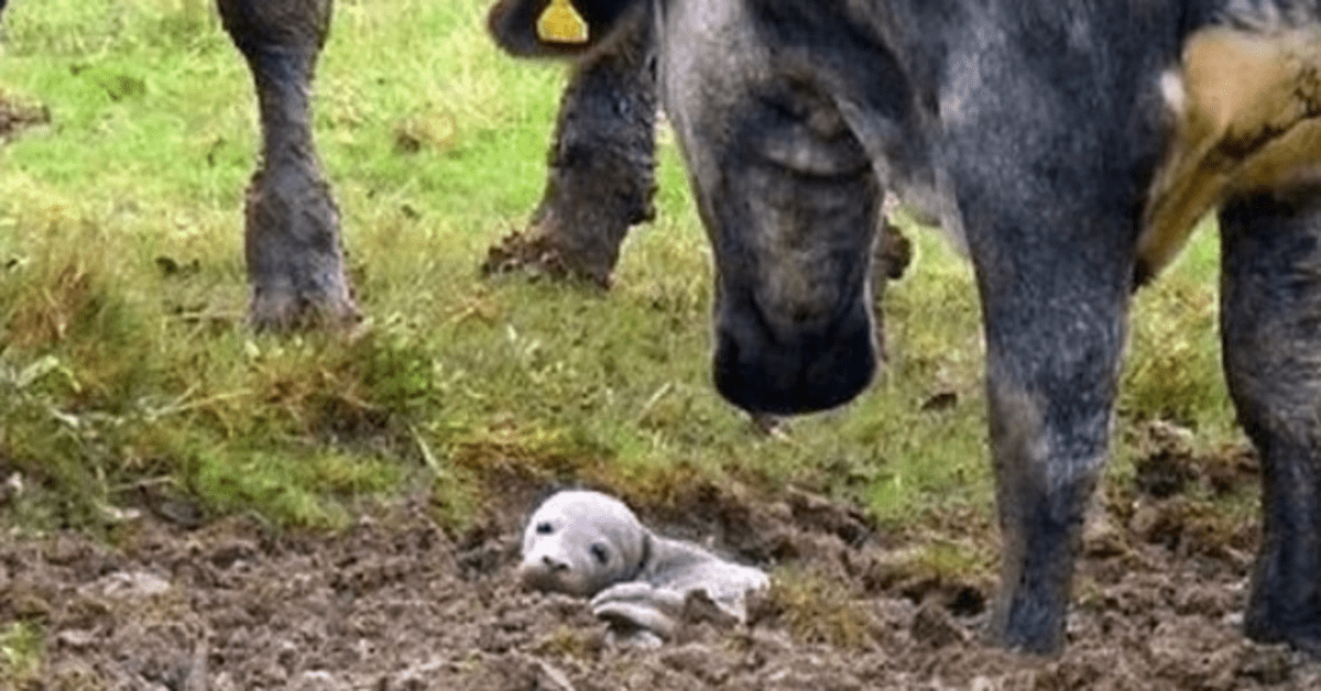 Hombre encuentra cachorro moribundo enterrado vivo en el suelo pero