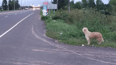 Lindo perro perdido en viaje esperando a su dueno durante