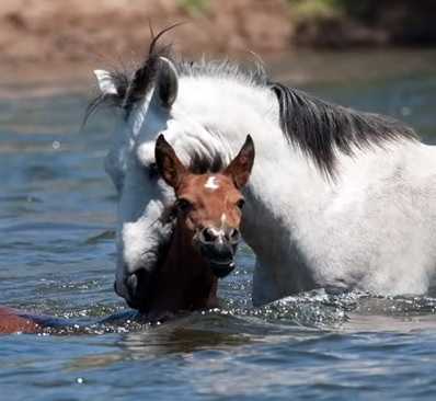 Momento emocionante caballo salvaje salva a potranca ahogada