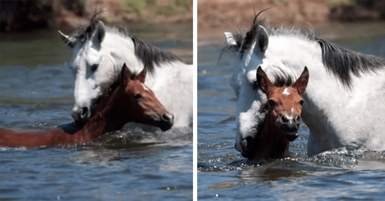 Momento emocionante caballo salvaje salva a potranca ahogada