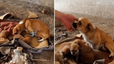 Mother dog y sus hijos lucharon por sobrevivir en una