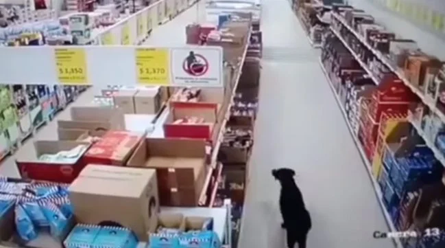 Perro hambriento atrapado robando comestibles del supermercado
