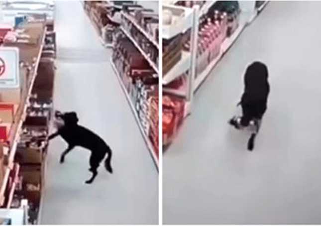 Perro hambriento atrapado robando comestibles del supermercado