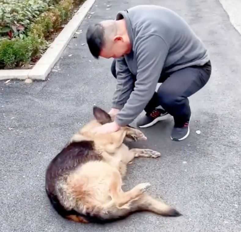 Perro policia jubilado llora lagrimas de alegria despues de reunirse