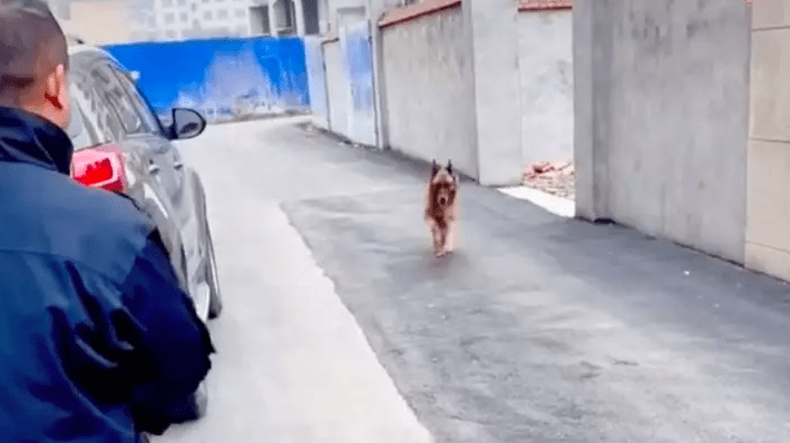 Perro policia jubilado llora lagrimas de alegria despues de reunirse