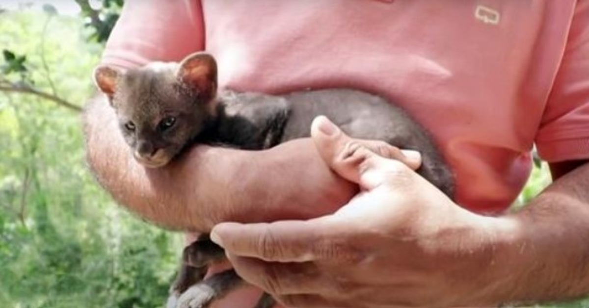 1646356000 Granjero salva a gatito perdido al costado de la carretera