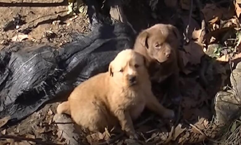 1646873537 los rescatistas usan un dron para encontrar a un perro