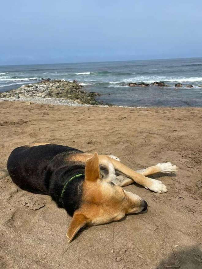 1646960115 551 una mujer se encuentra en la playa con un perro