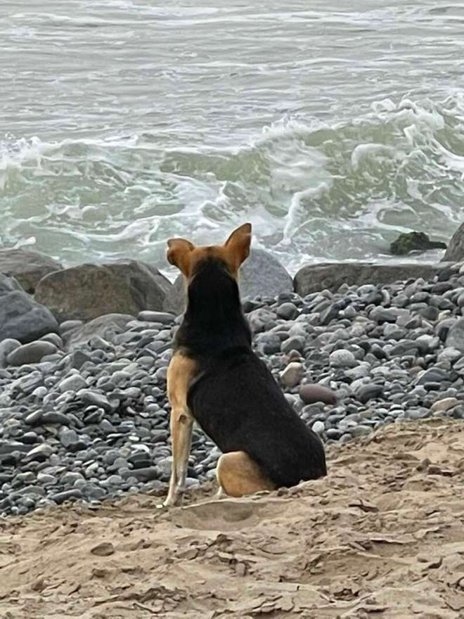 1646960115 680 una mujer se encuentra en la playa con un perro