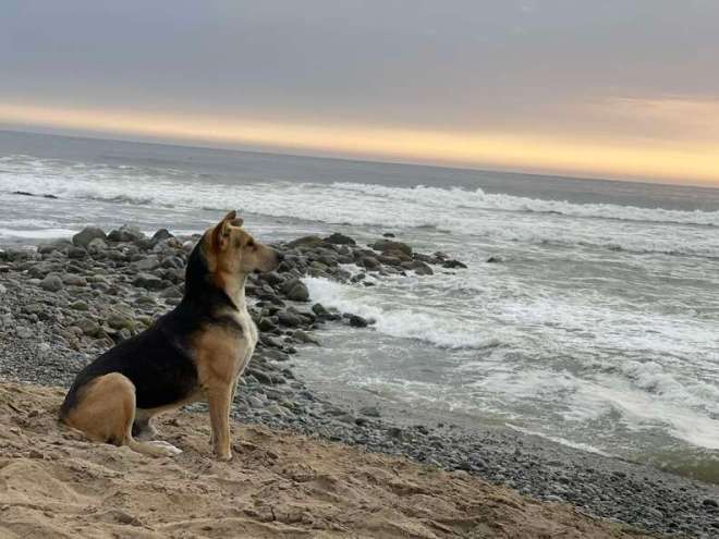 1646960115 785 una mujer se encuentra en la playa con un perro