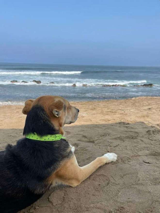 1646960116 239 una mujer se encuentra en la playa con un perro