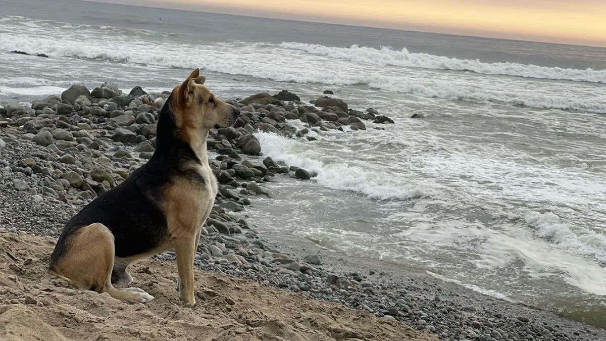 1646960116 Una mujer se encuentra en la playa con un perro