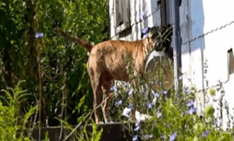 1646961321 perro abandonado lleva un tazon vacio de puerta en puerta