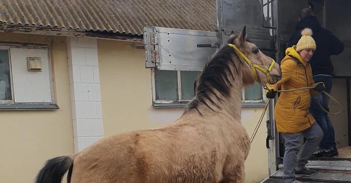 1647392524 Mujer escapa de la guerra con once caballos