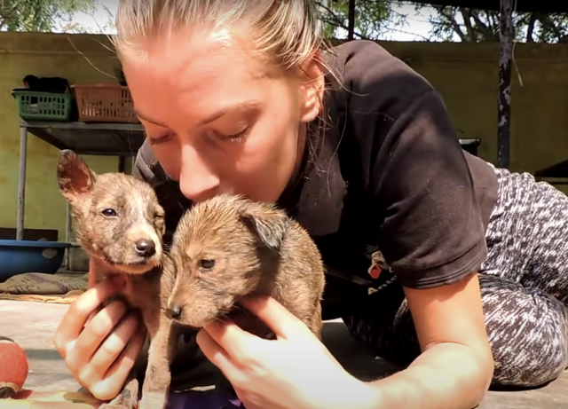 1647393973 454 cachorros traumatizados atrapados en el asfalto lanzan desgarradores gritos de. Webp