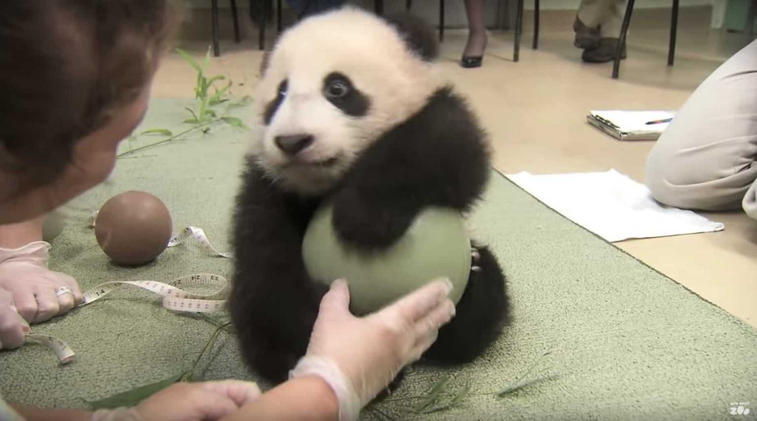 1647566901 857 intentaron quitarle el balon a panda hace la rabieta mas