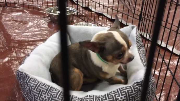 1648442996 419 chihuahua de 9 anos rescatado de una fabrica de cachorros