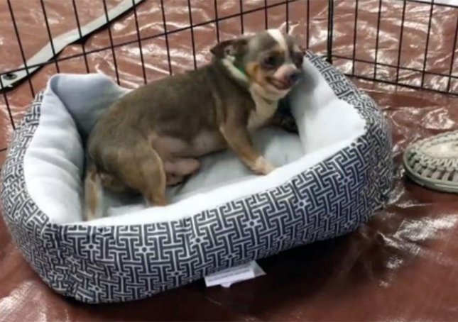 1648442998 chihuahua de 9 anos rescatado de una fabrica de cachorros