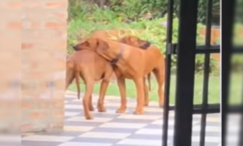 1648443376 hermanos perros se abrazan en un momento dulce y conmovedor