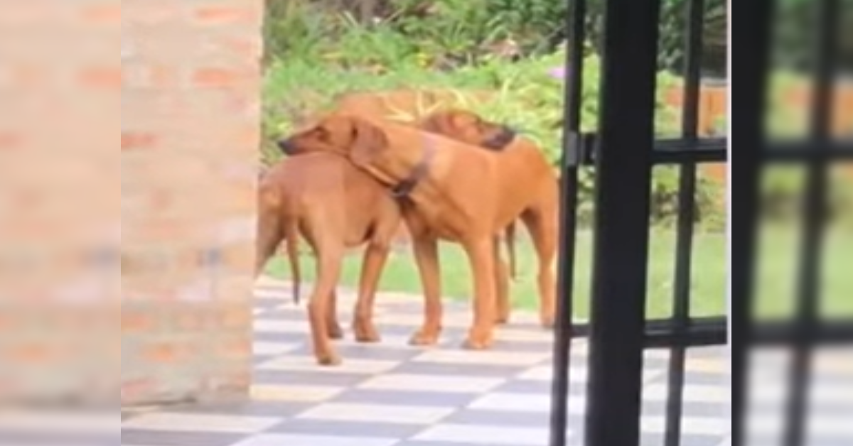 1648443376 Hermanos perros se abrazan en un momento dulce y conmovedor