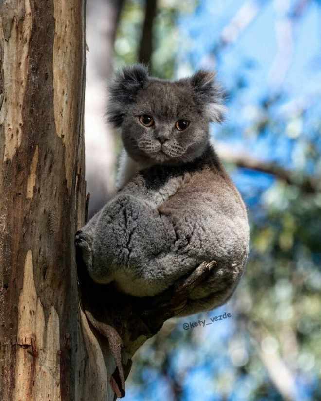 1648702770 785 como se verian otros animales si tuvieran cara de gato