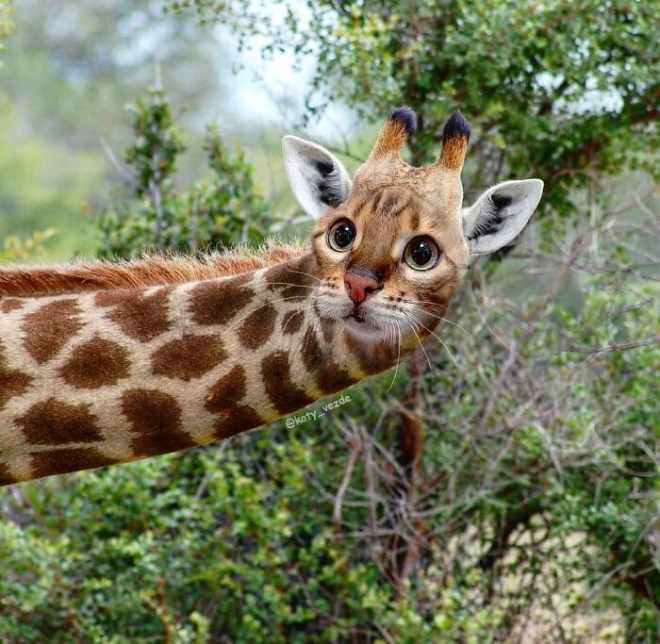 1648702770 917 como se verian otros animales si tuvieran cara de gato