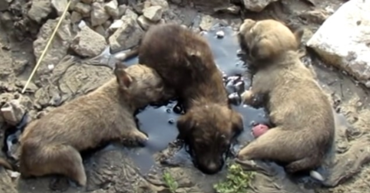 Cachorros traumatizados atrapados en el asfalto lanzan desgarradores gritos de