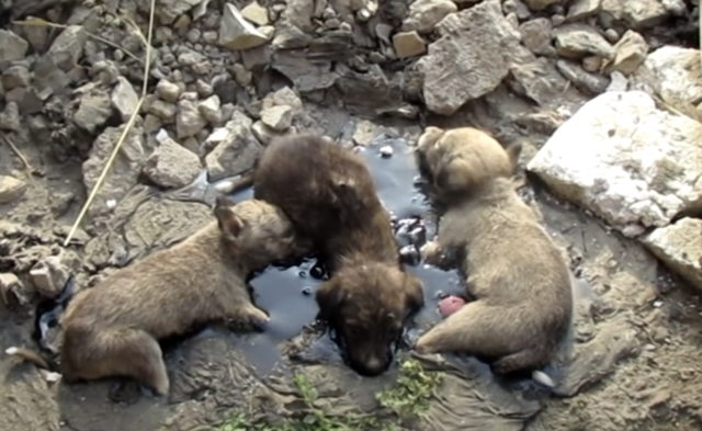 Cachorros traumatizados atrapados en el asfalto lanzan desgarradores gritos de. Webp