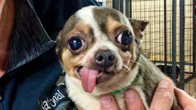 Chihuahua de 9 anos rescatado de una fabrica de cachorros