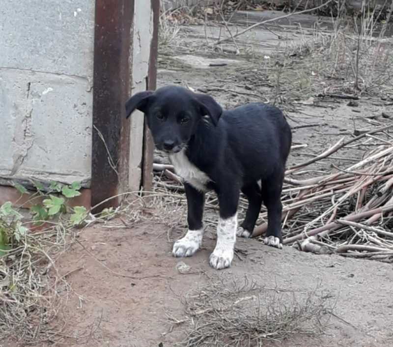 El perro sufrido se agazapaba detras de los garajes necesitaba