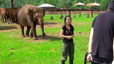 Elefante va a la entrevista para salvar a su guardian