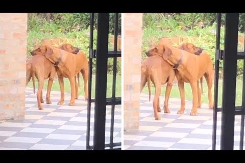 Hermanos perros se abrazan en un momento dulce y conmovedor