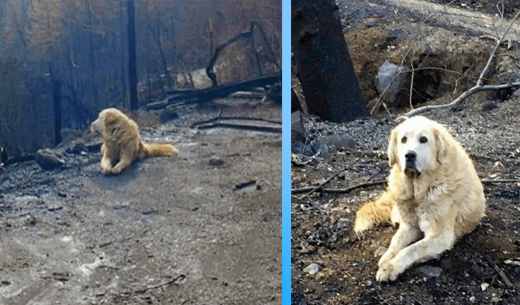 La familia regresa a casa un mes despues del incendio