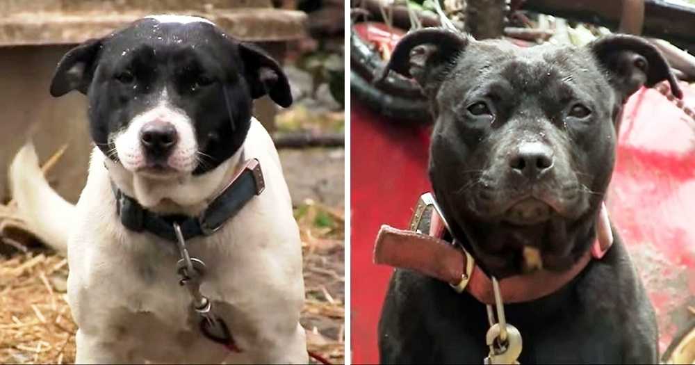 Los perros que permanecen encadenados en un ambiente helado prueban