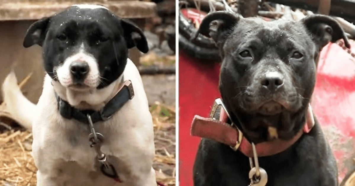 Los perros que permanecen encadenados en un ambiente helado prueban